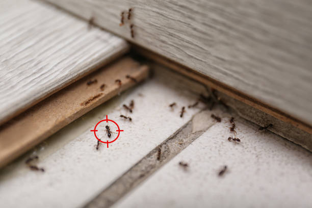 Professional Pest Control in Christmas, FL