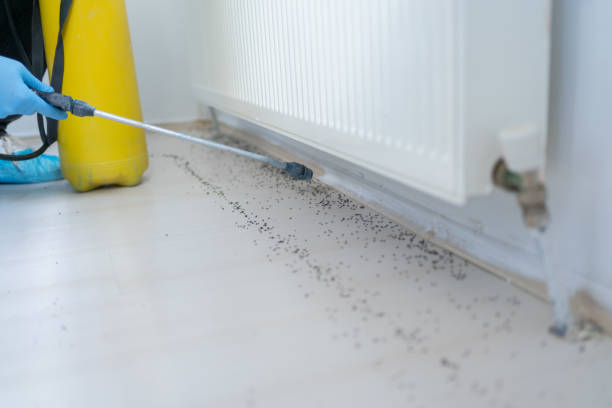 Best Termite Control Services  in Christmas, FL